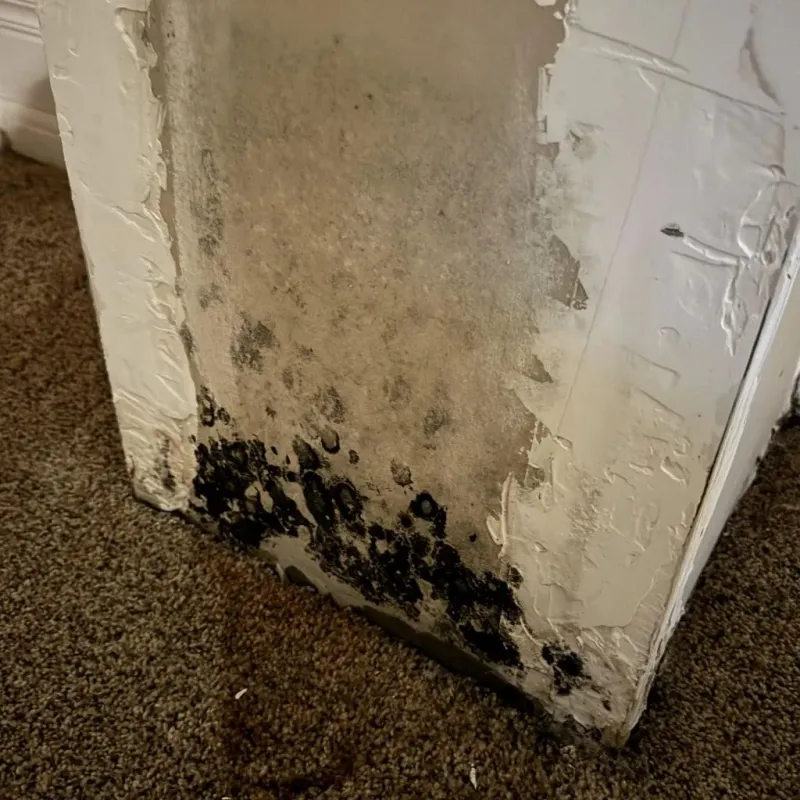 Professional Mold Removal in Byrnes Mill, MO